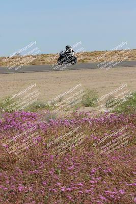media/Mar-12-2023-SoCal Trackdays (Sun) [[d4c8249724]]/Turn 15 Inside Bloom (130pm)/
